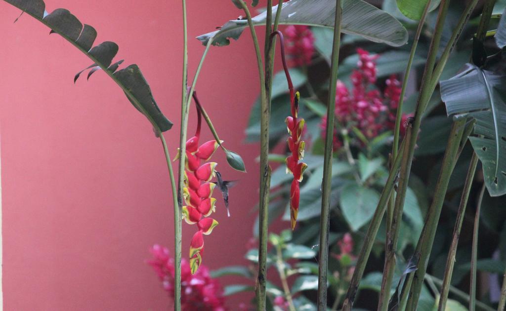 Hostal Tena Naui Zewnętrze zdjęcie